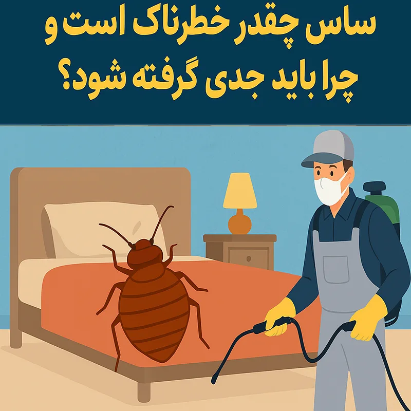 ساس چقدر خطرناک است؟ | سمپاشی ساس تهران