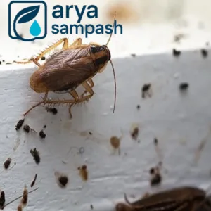 فضولات سوسک در کابینت آشپزخانه