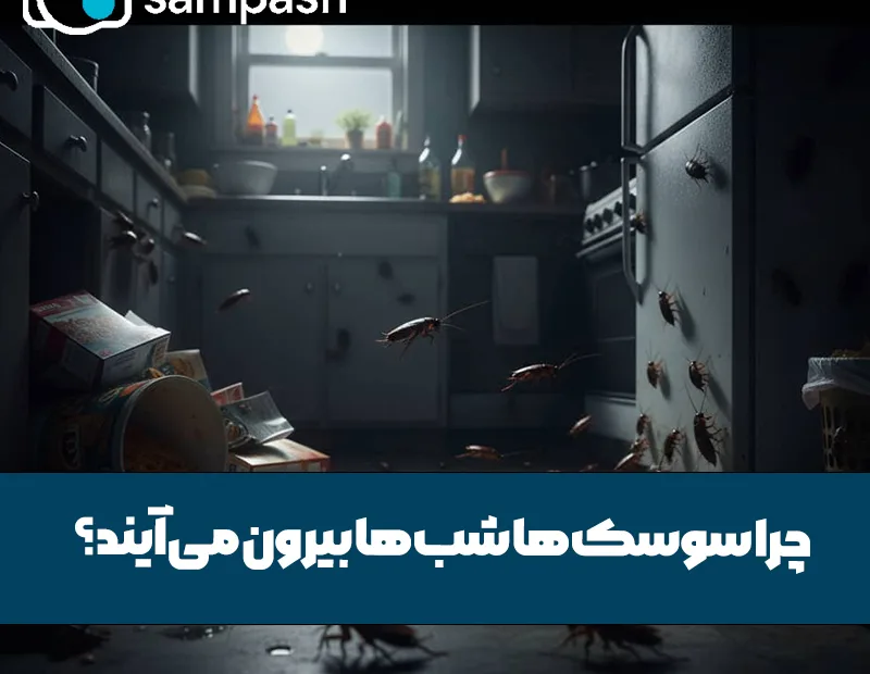 چرا سوسک‌ها شب‌ها بیرون می‌آیند؟