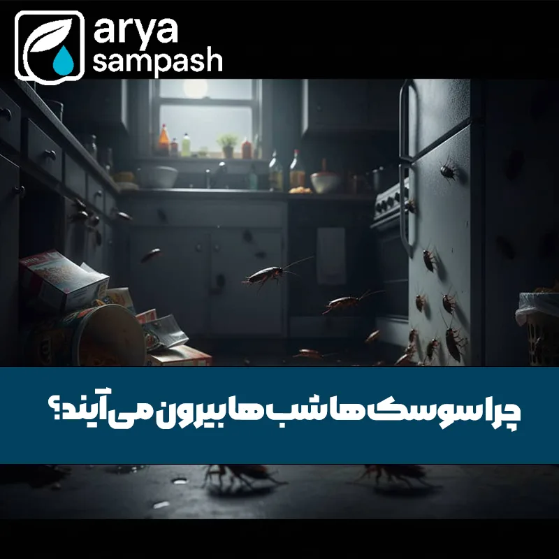 چرا سوسک‌ها شب‌ها بیرون می‌آیند؟